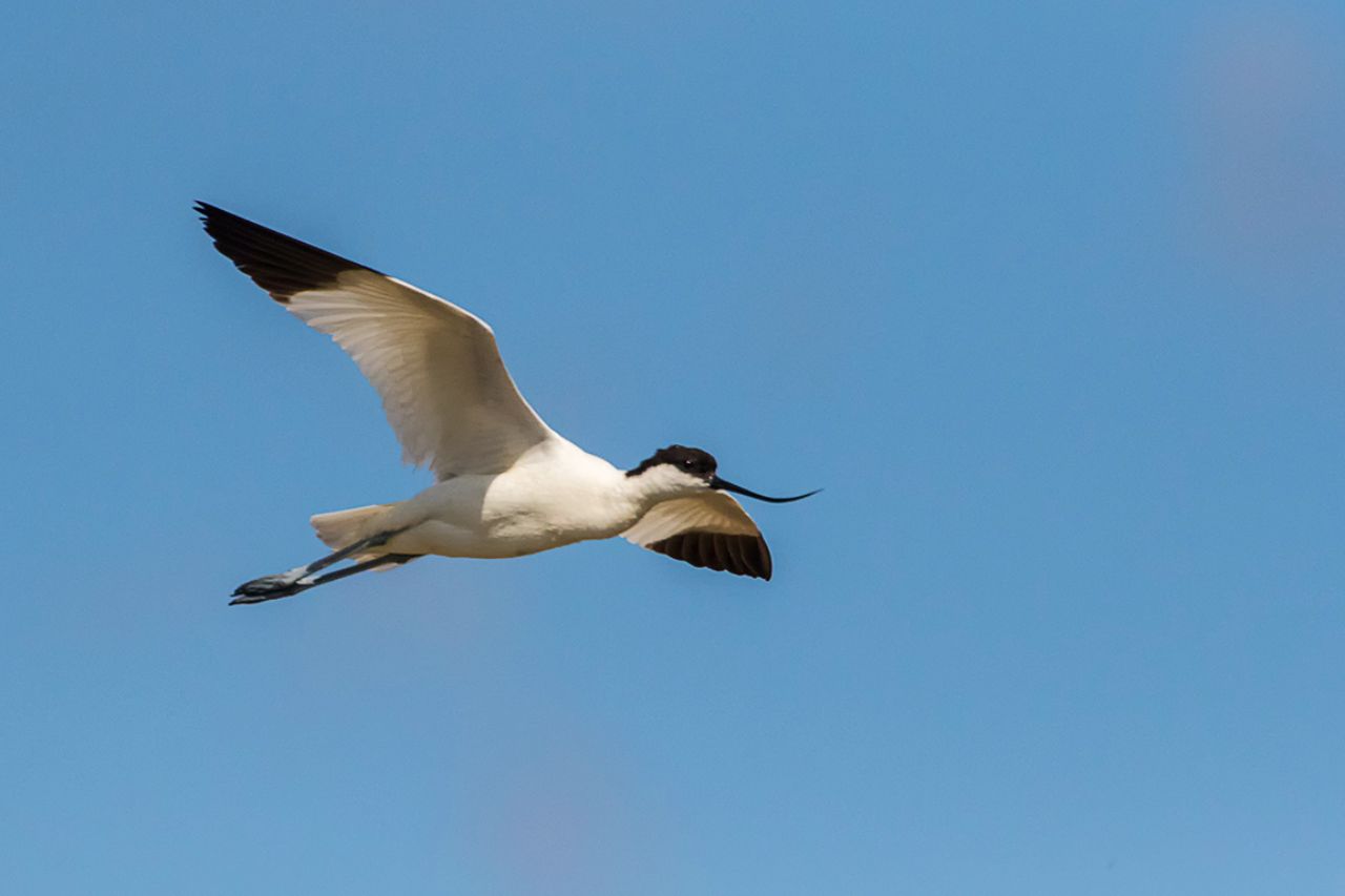 Avoceta