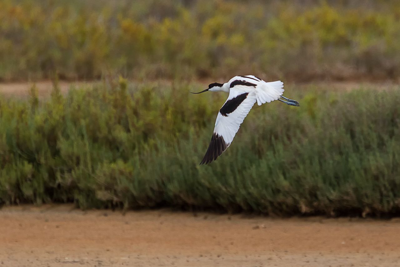 Avoceta