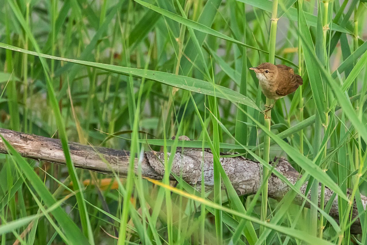 Mosquitero