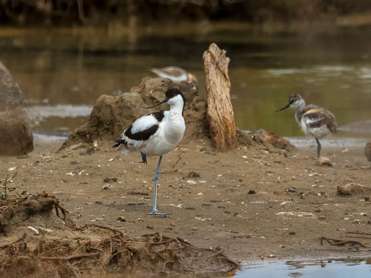 Avoceta