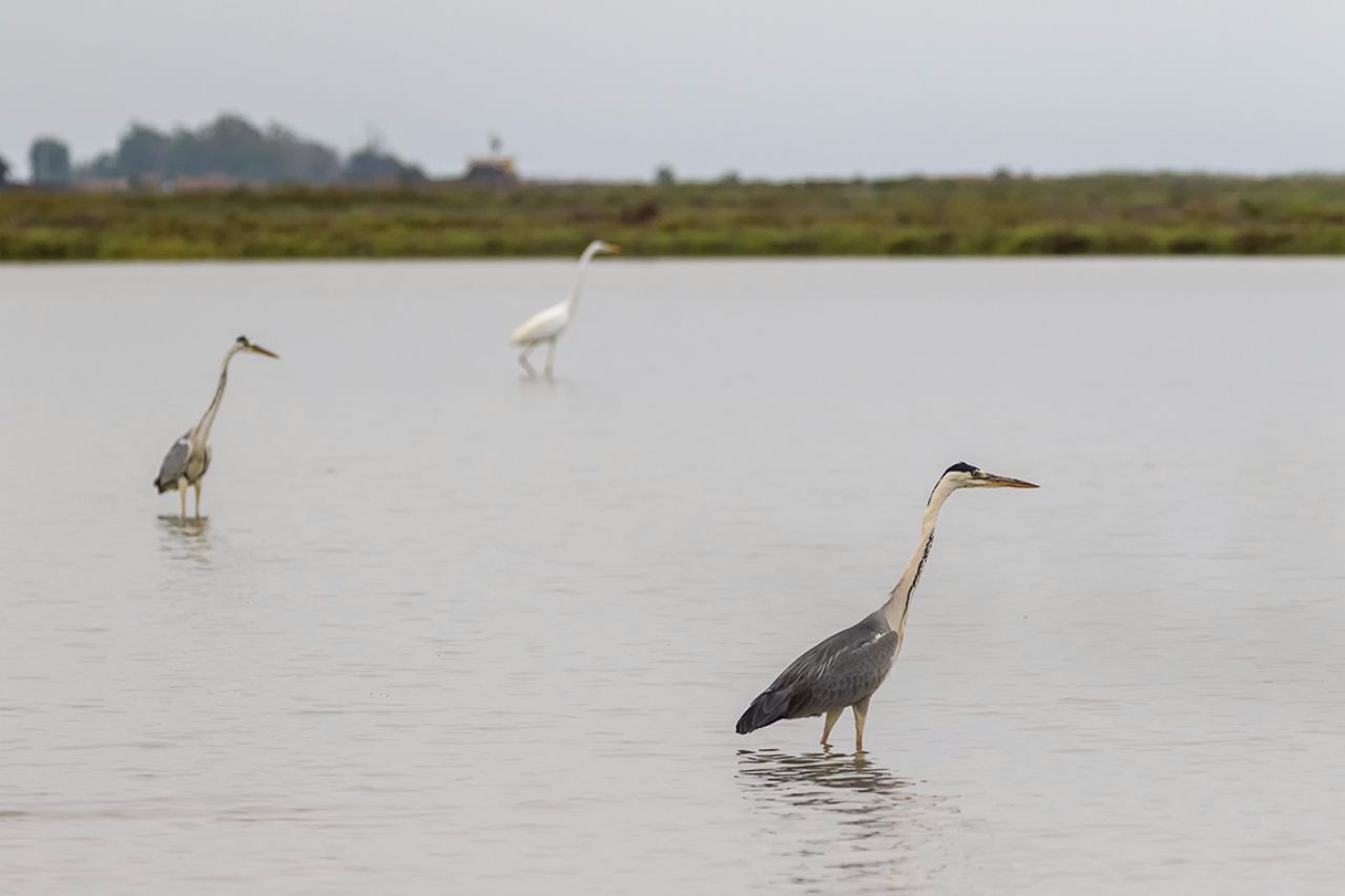Garzas reales y blanca