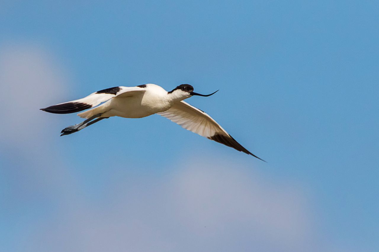 Avoceta