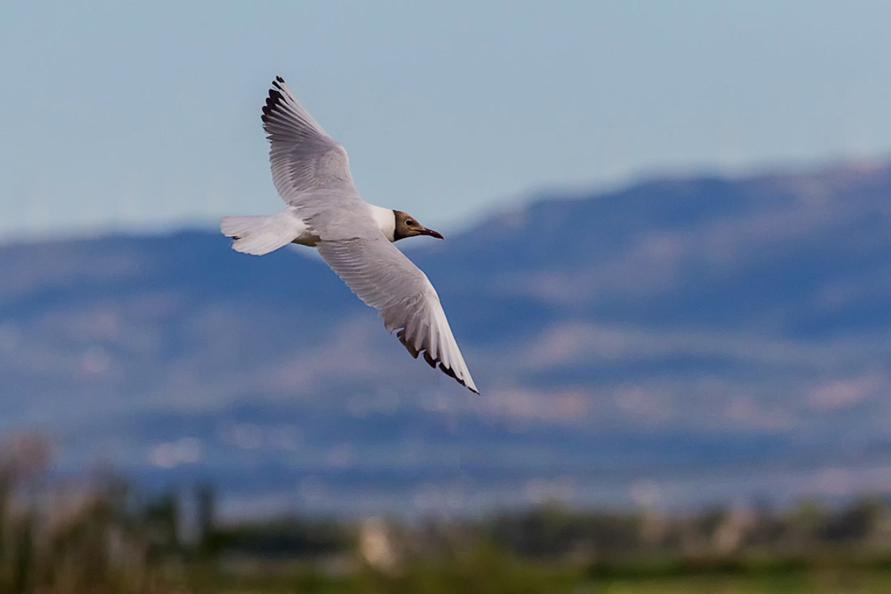 Gaviota reidora