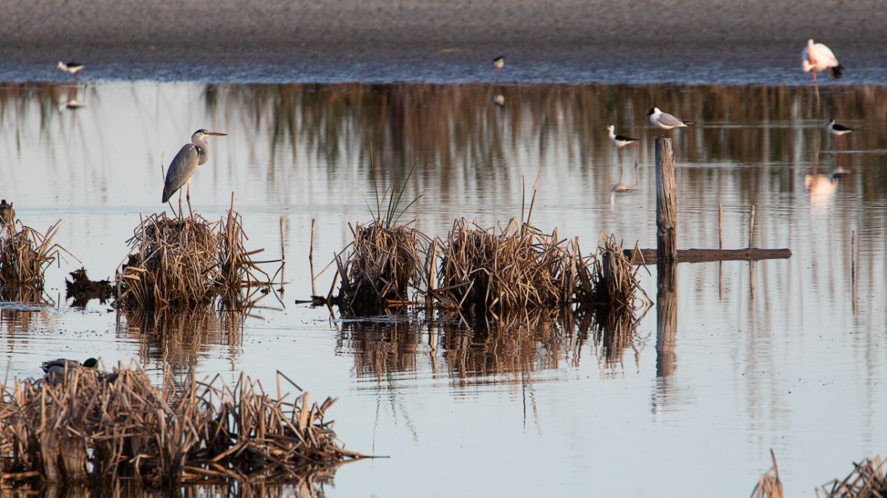Ambiente en Riet Vell