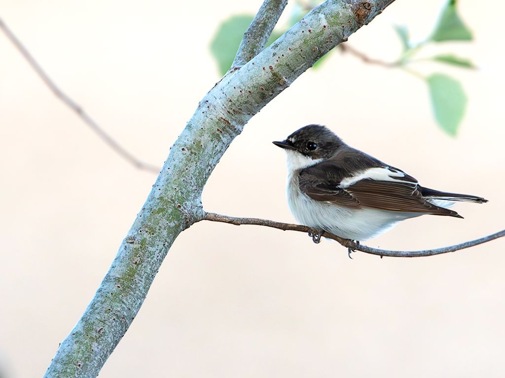 Papamoscas cerrojillo