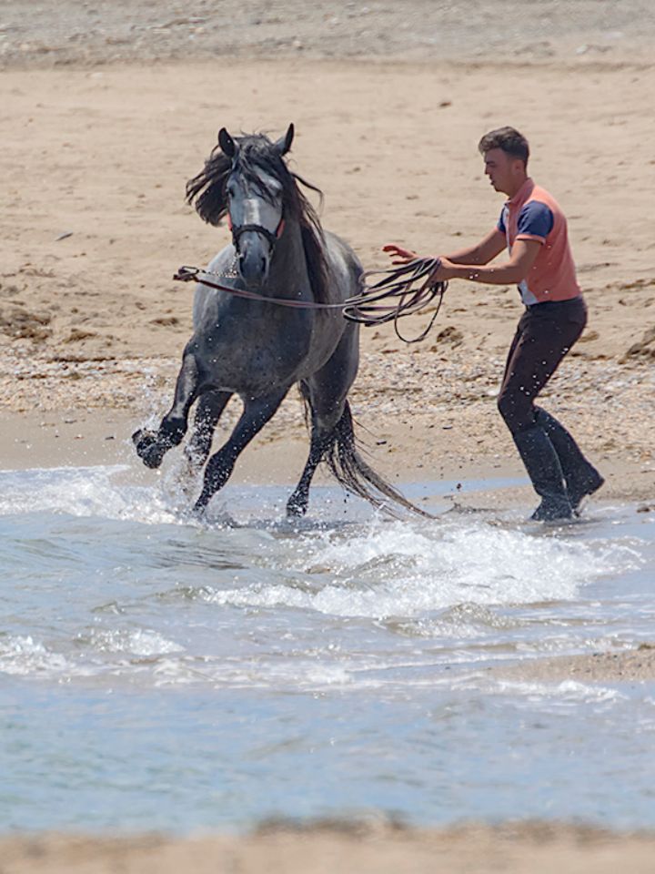Entrenando al caballo