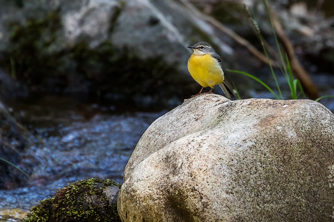 Lavandera cascadeña