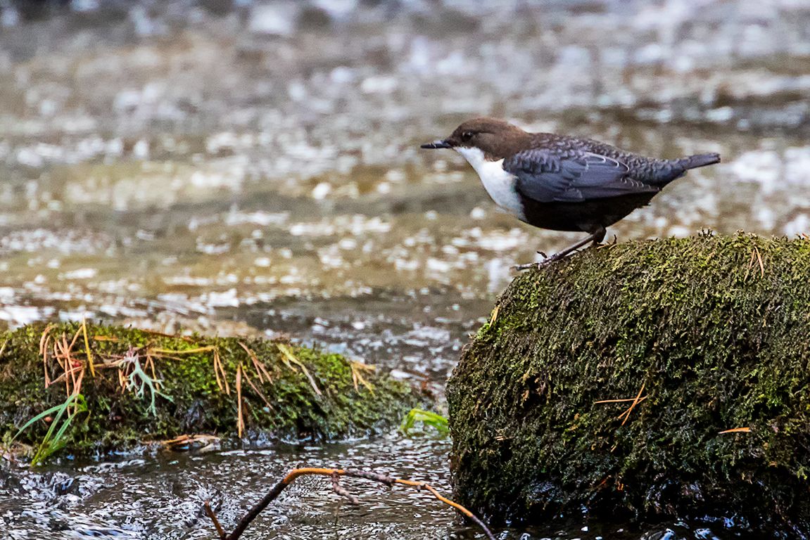 Con él como protagonista