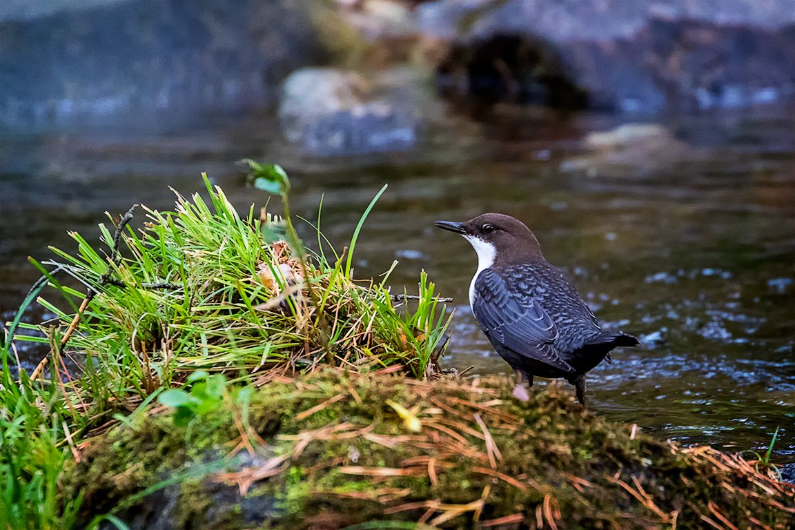 Auténtico dominador del torrente