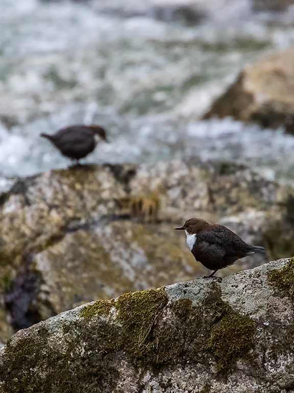 Solitario o en pareja