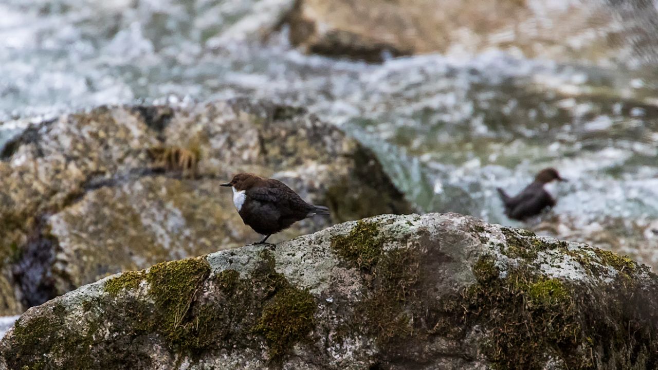 Solitario o en pareja