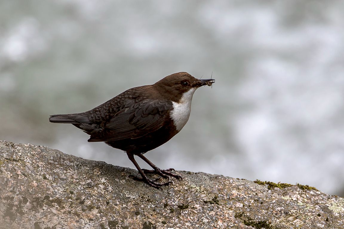 Incansable en su búsqueda de alimento