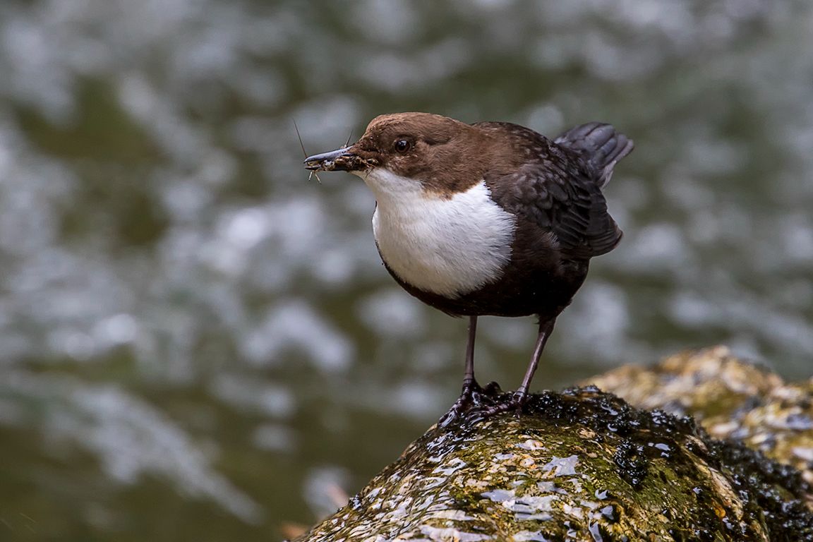 Macroinvertebrados sobretodo