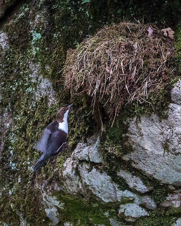 Captando sus frecuentes visitas