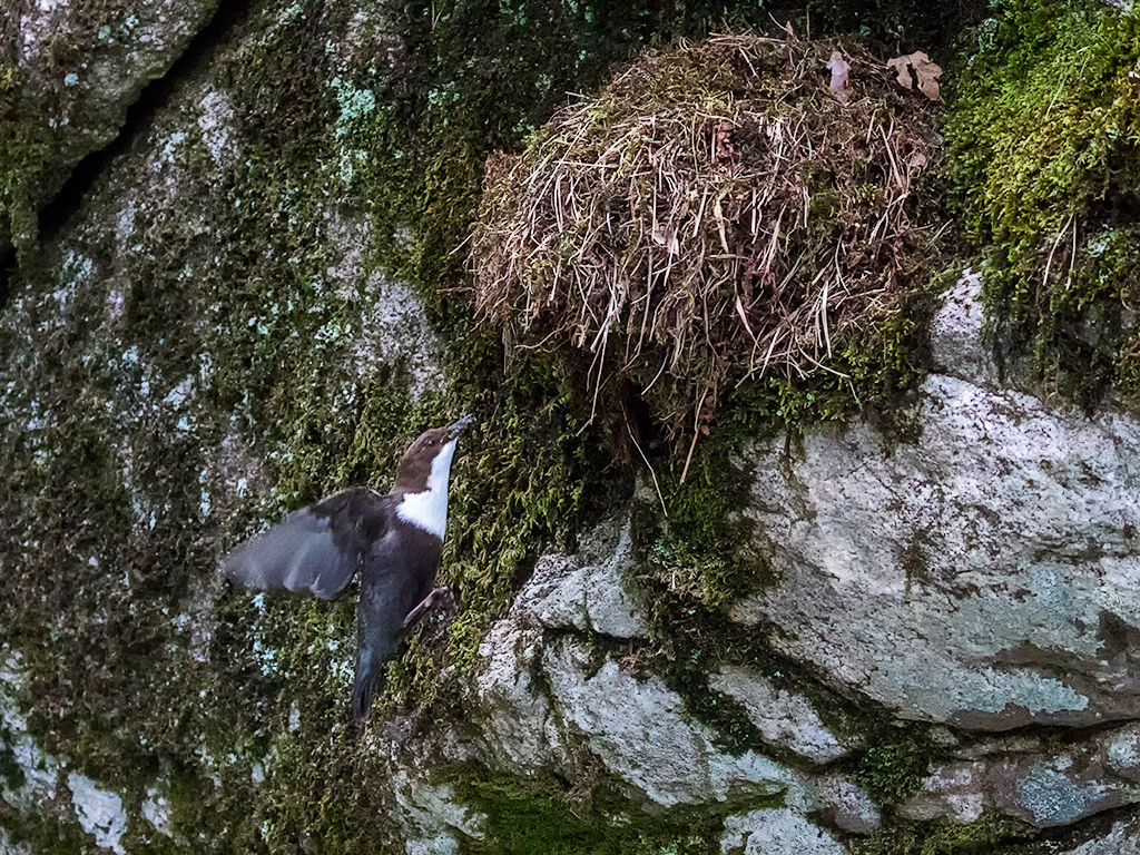 Captando sus frecuentes visitas