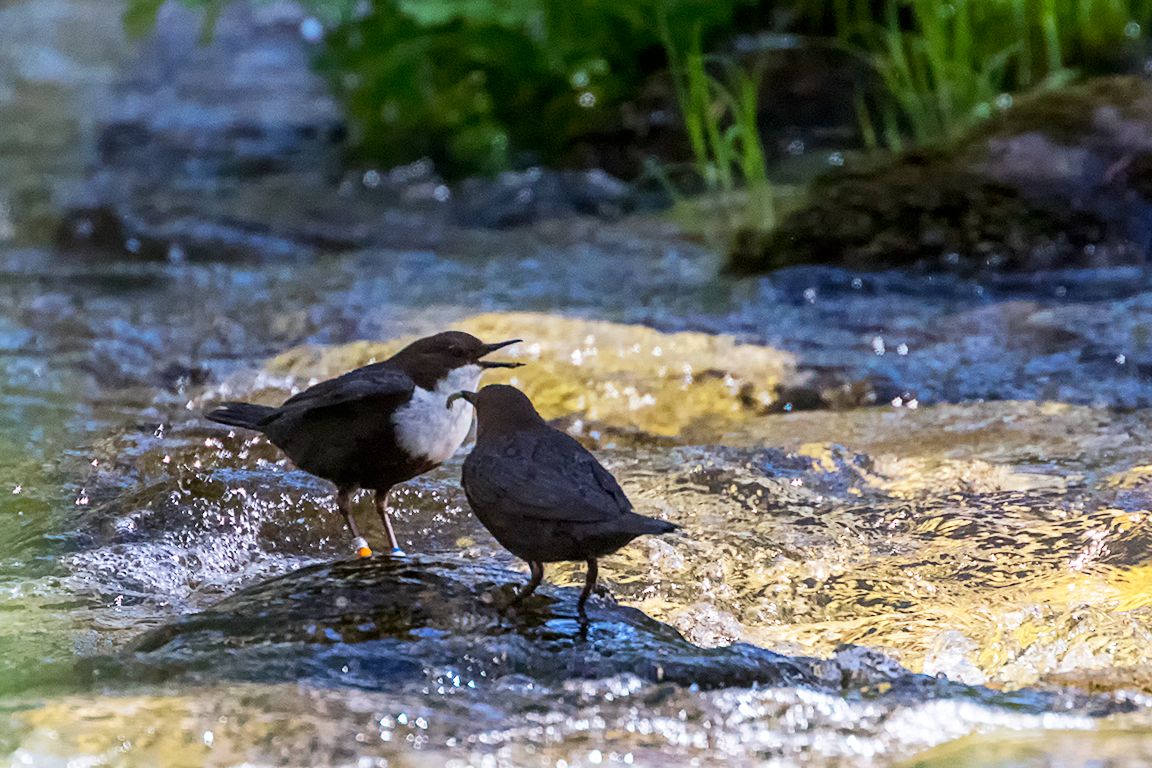 Alimentando al jovencito