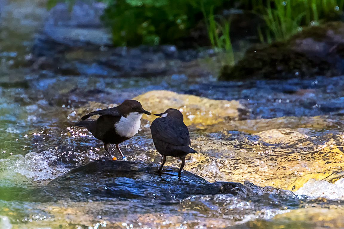 Alimentando al jovencito