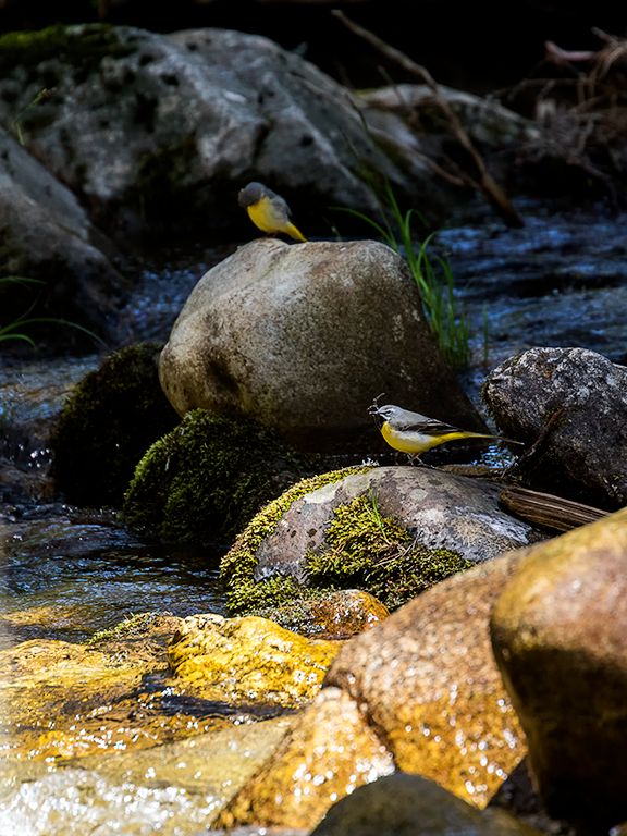 Lavanderas cascadeñas