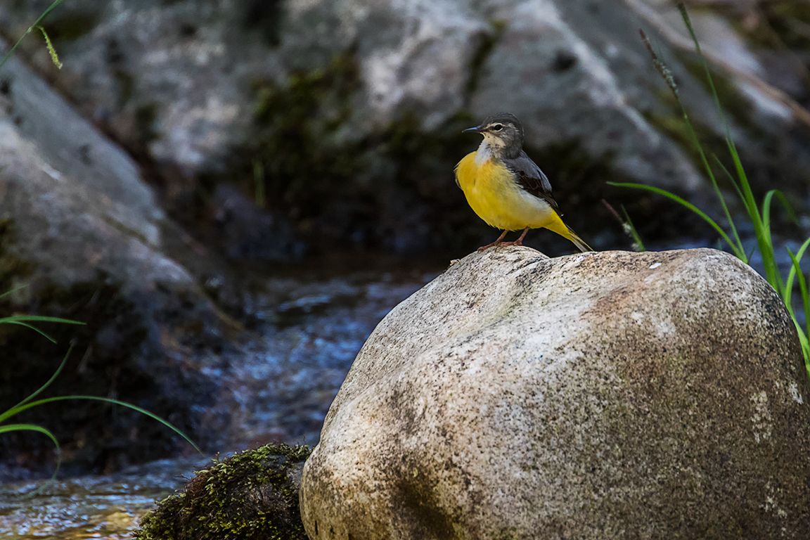 Lavanderas cascadeñas