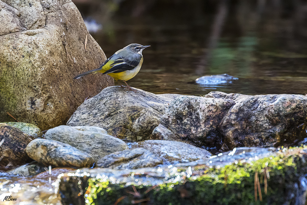 La lavandera cascadeña va y viene