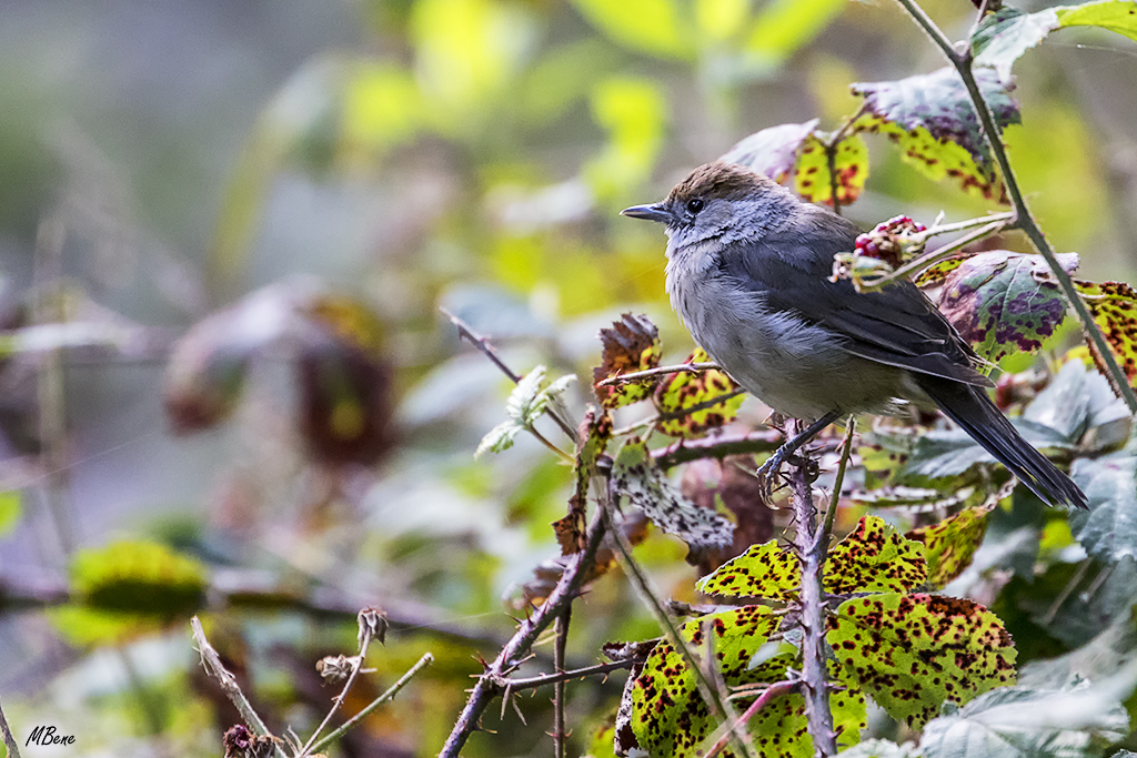 La curruca capirotada (una hembra)