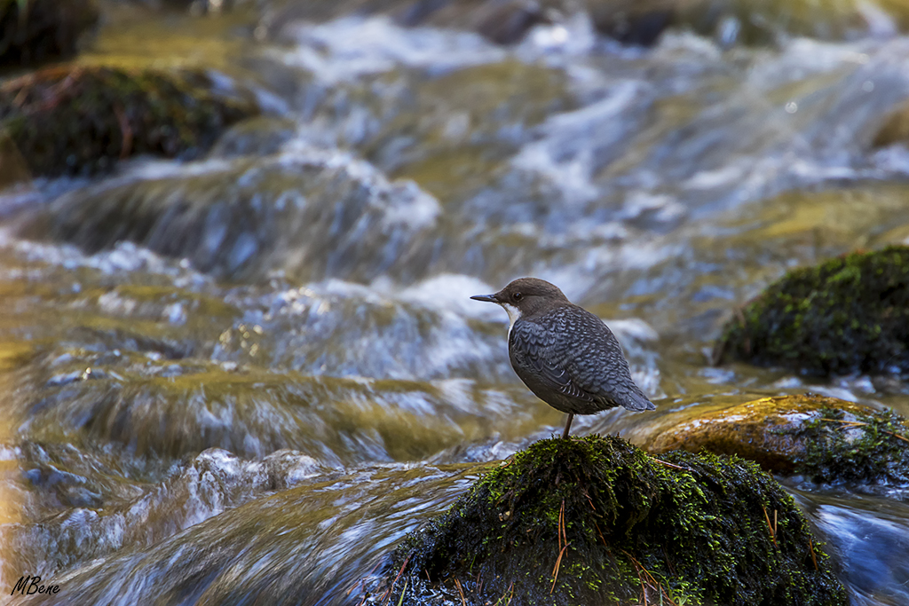 Contempla el torrente