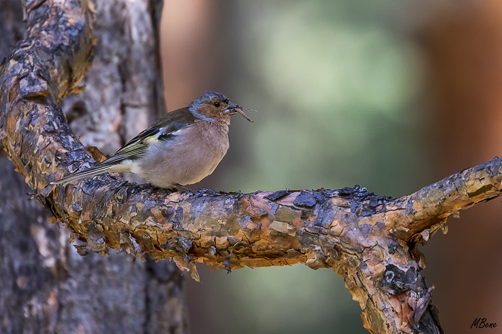 El macho de pinzón andaba por ahí almorzando