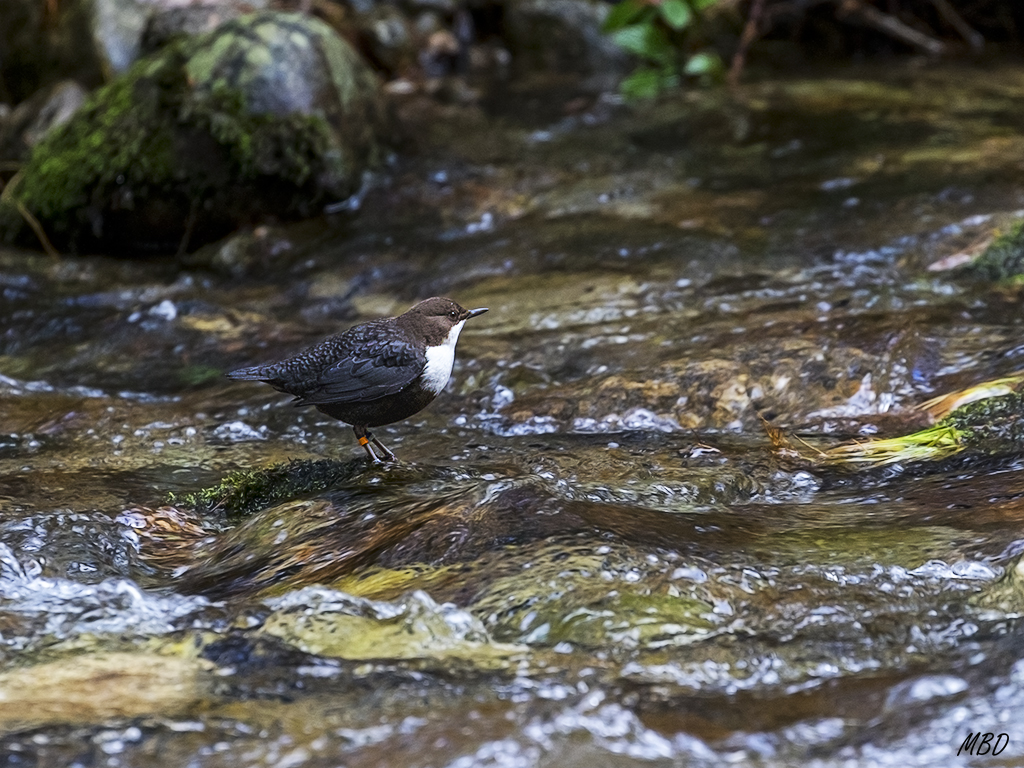 Incansables en su búsqueda de alimento