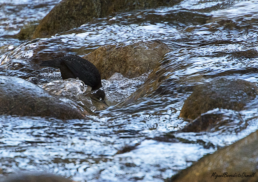Maestros en inmersión