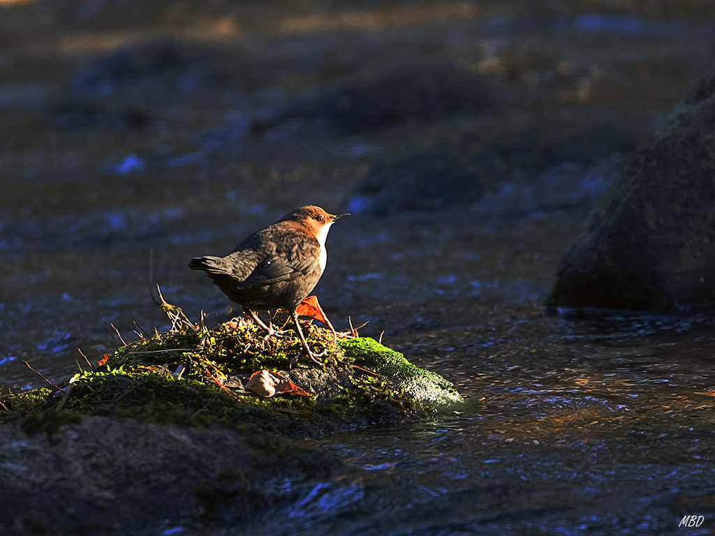 Entorno umbrío casi siempre