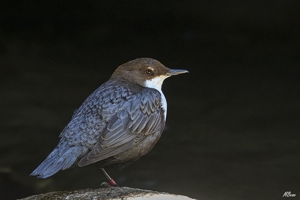 Toleró el acercamiento