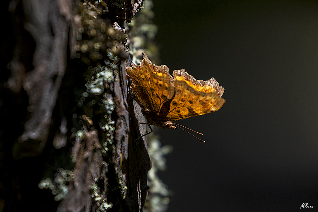 Tiempo de invertebrados