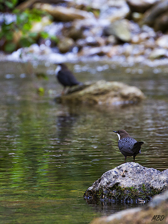 A veces por partida doble