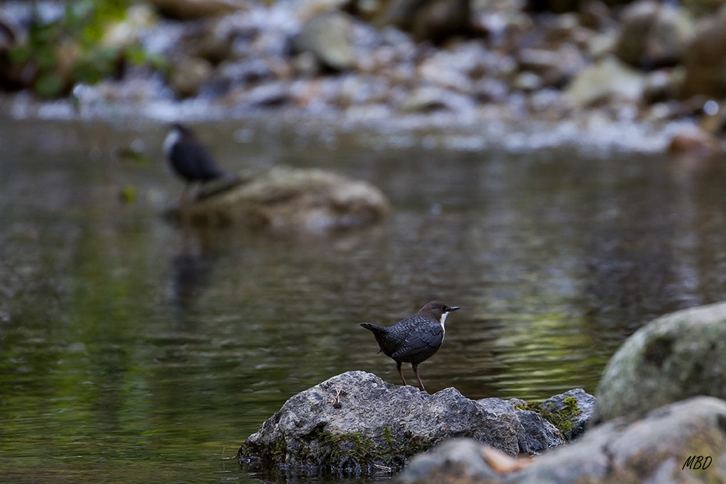 A veces por partida doble