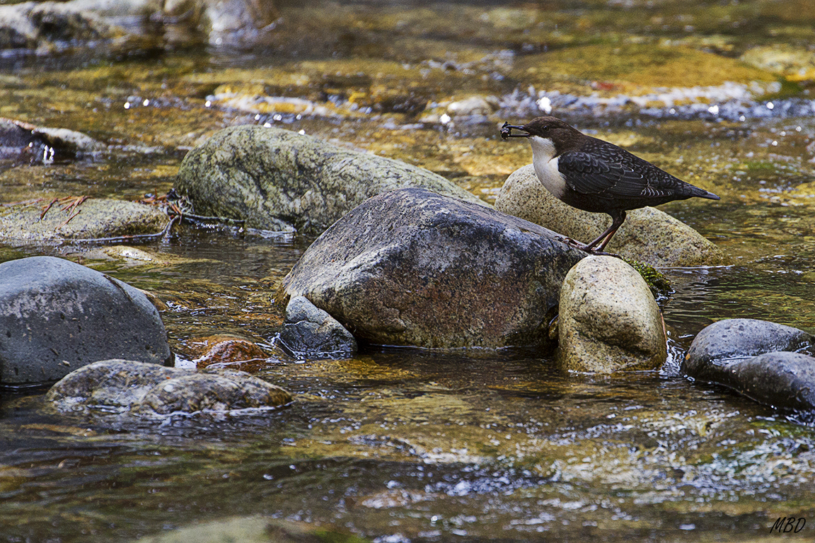 Macroinvertebrados muchas veces