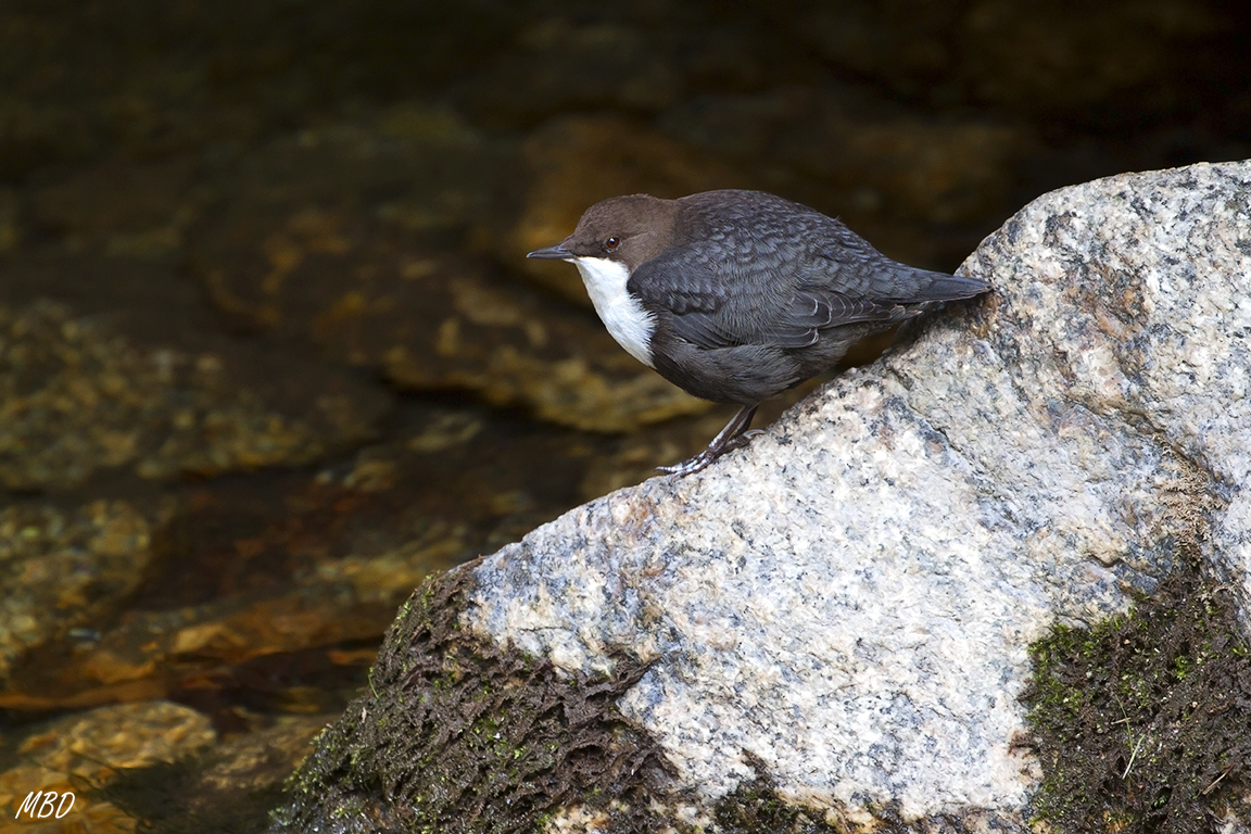 Se aprecian los matices