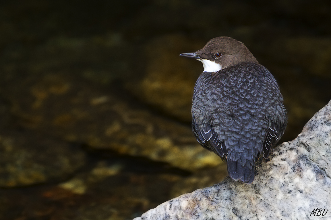 Se aprecian los matices