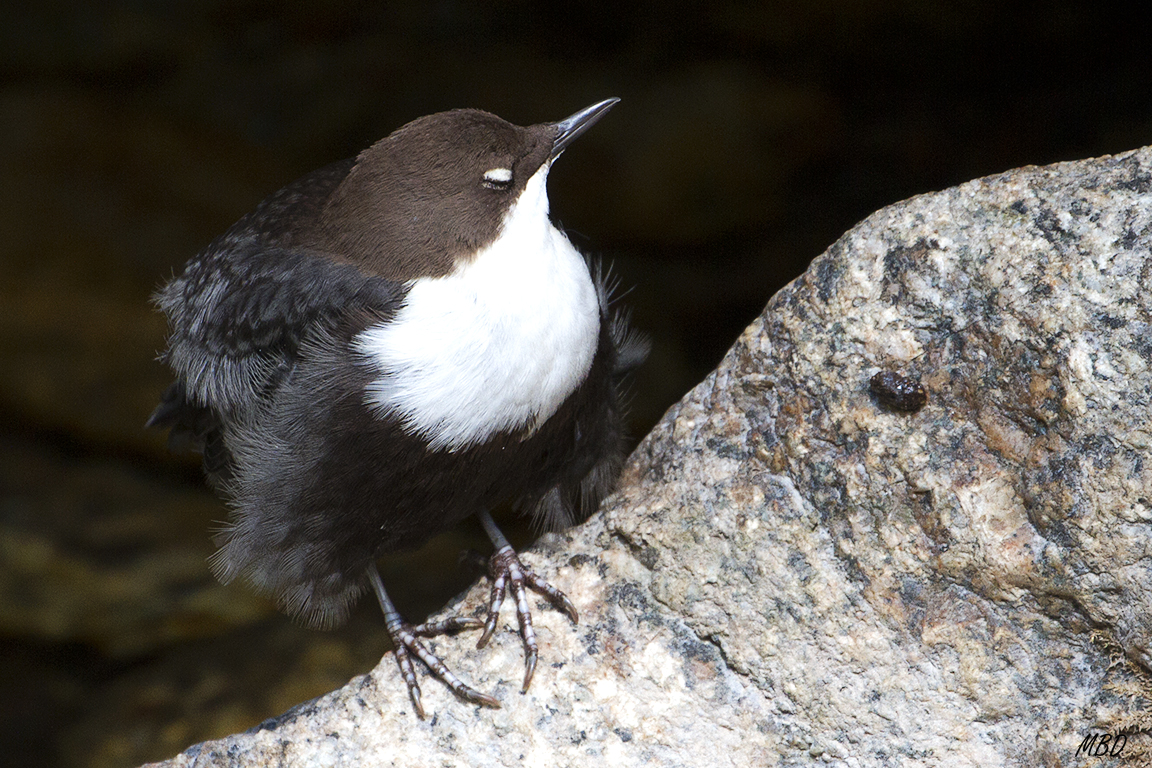 Muchas fotos salen así