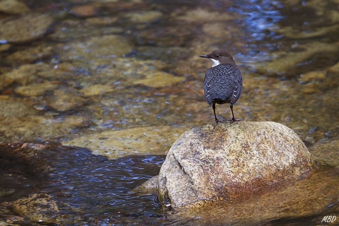 Un indicador de salud del río