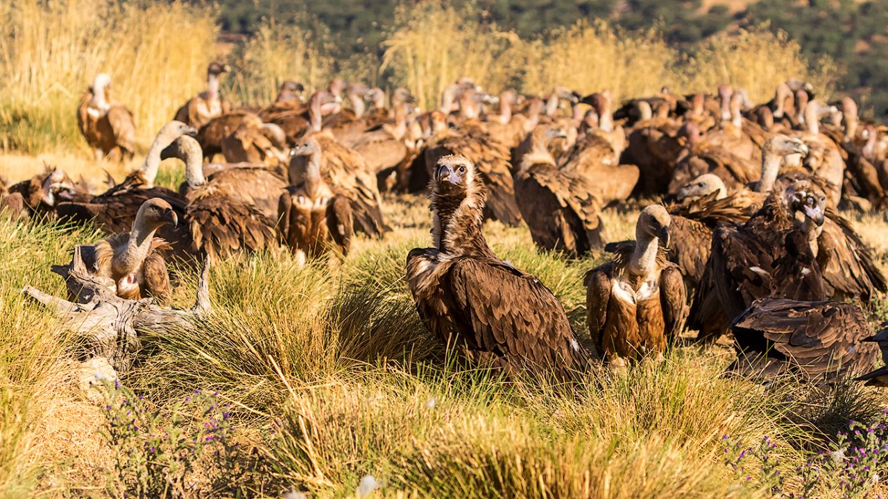 Buitres negros y leonados