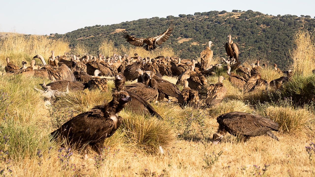 Buitres negros y leonados