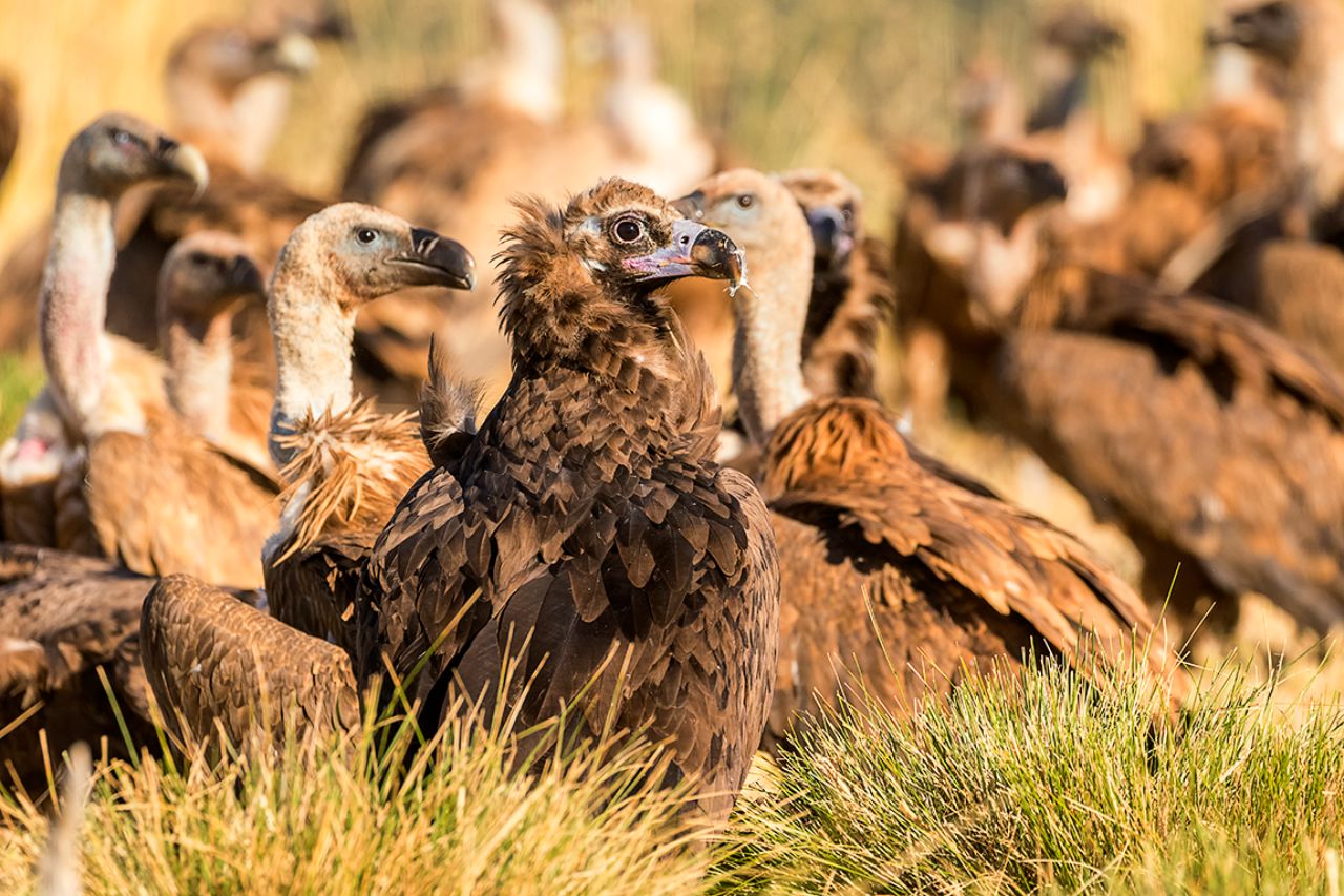 Buitres negros y leonados
