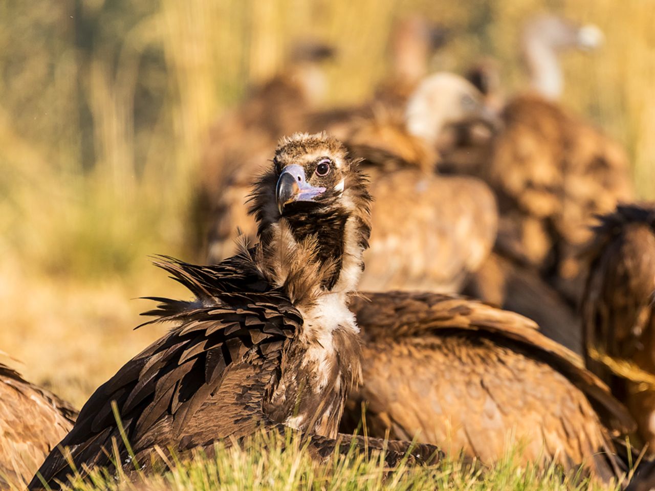 Buitre negro y leonados
