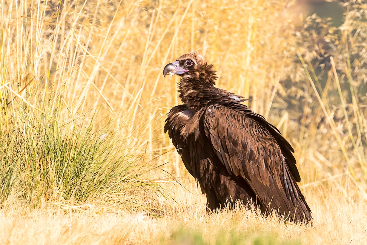 Buitre negro