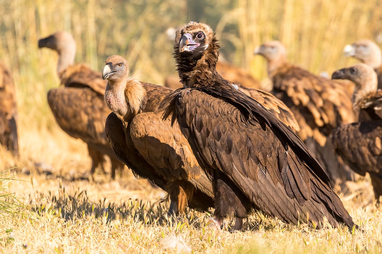 Buitre negro y leonados
