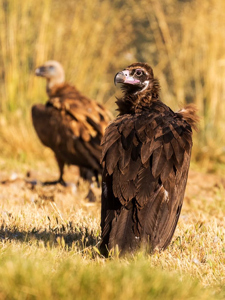 Buitre negro y leonado
