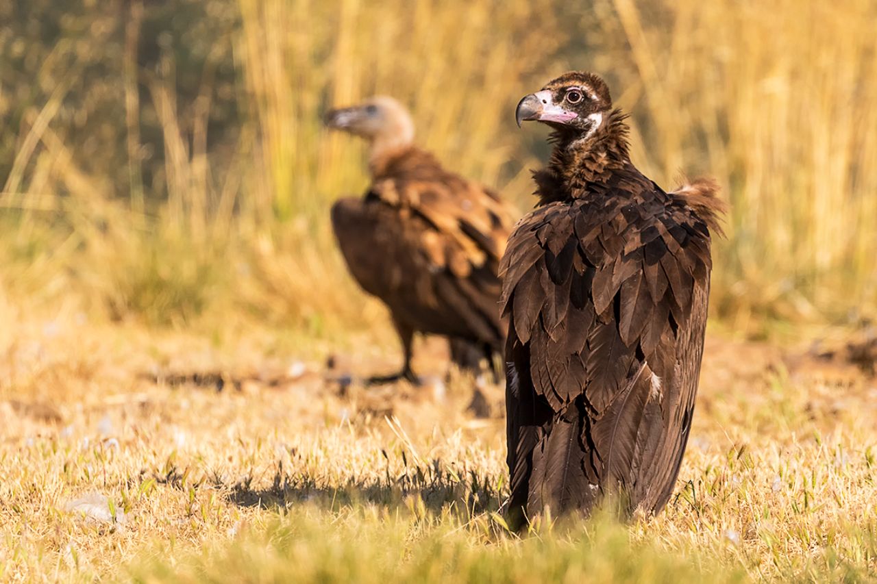 Buitre negro y leonado
