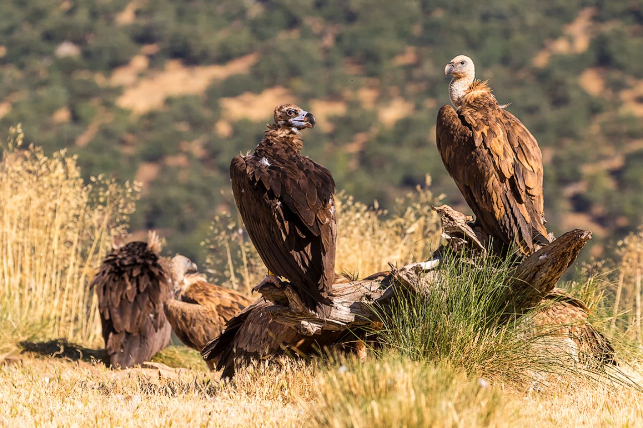 Buitres negros y leonados