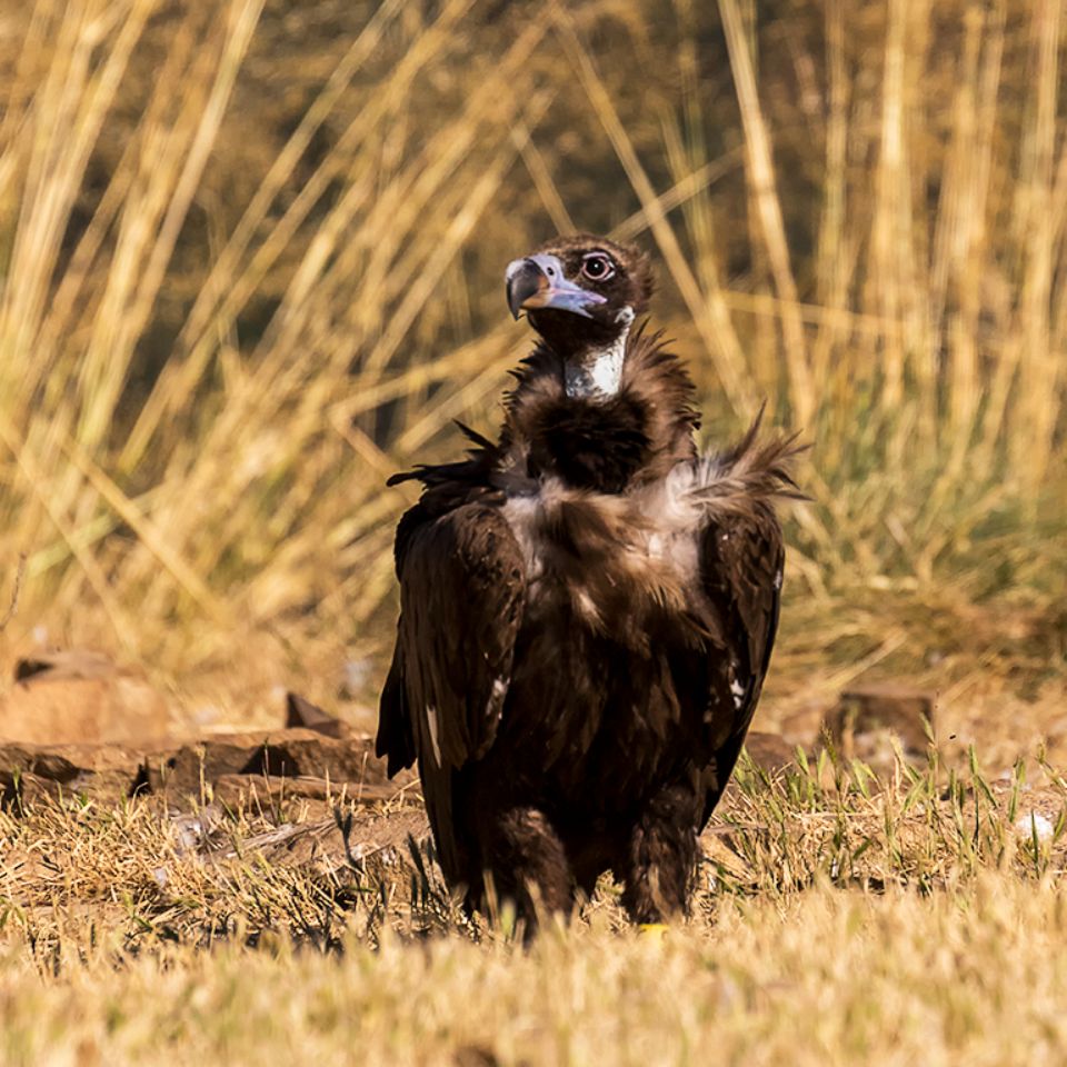 Buitre negro