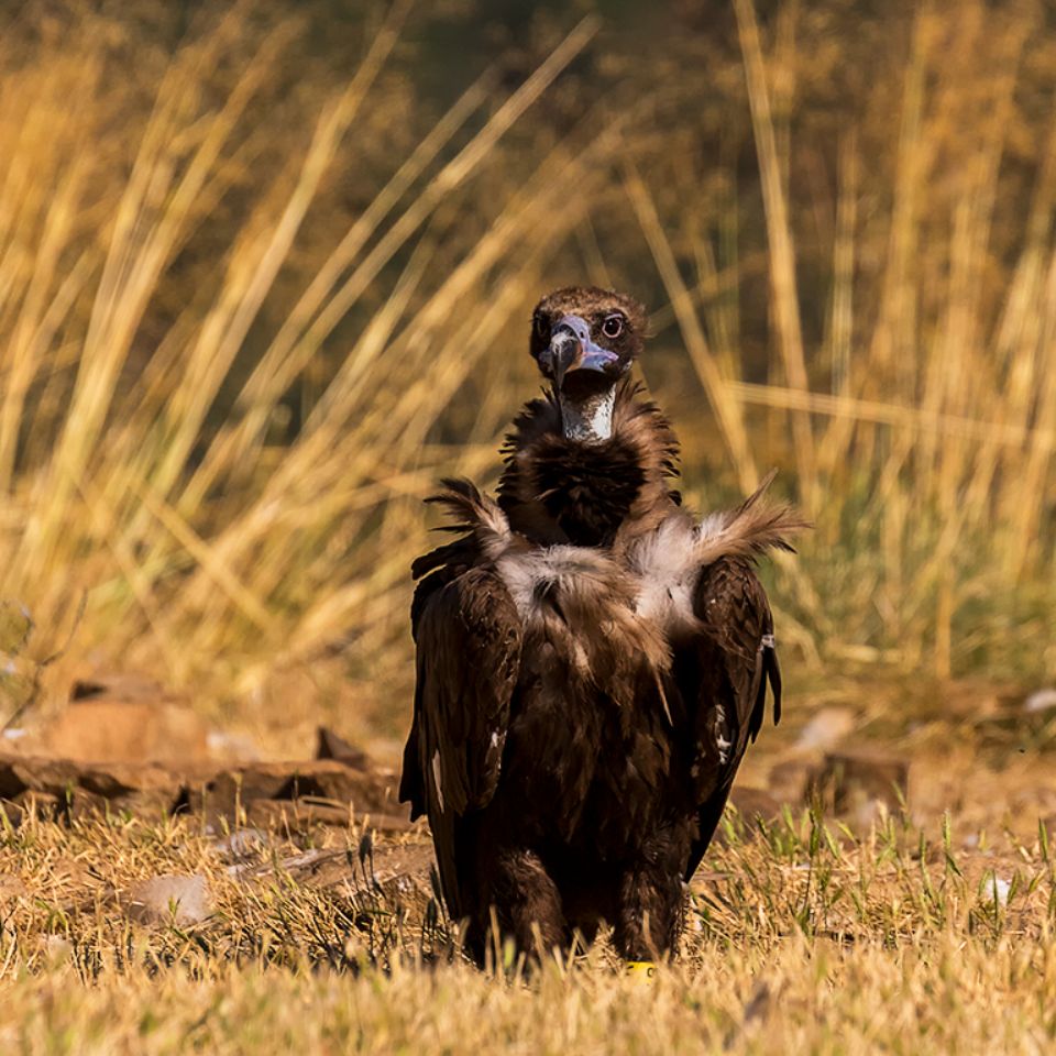 Buitre negro